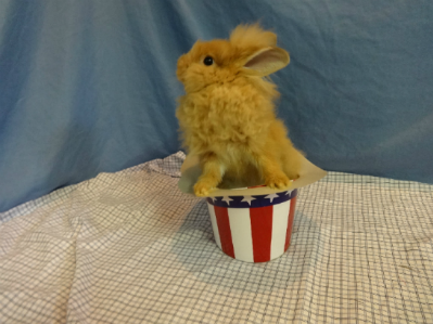 Spayed Female Lionhead Dwarf Mix Rabbit
