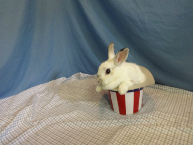 Spayed Female Dwarf Mix Rabbit