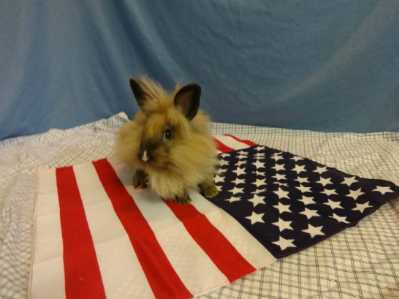 Spayed Female Lionhead Dwarf Mix Rabbit