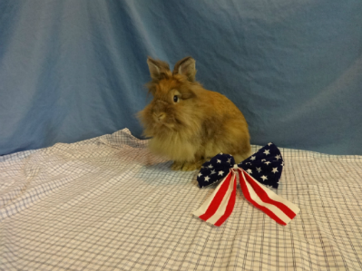 Spayed Female Rabbit