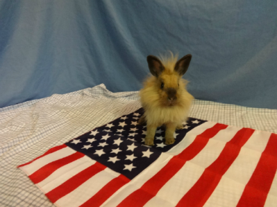 Spayed Female Lionhead Dwarf Mix Rabbit