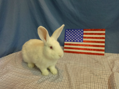 Neutered Male New Zealand Rabbits