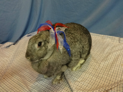 Minya: Spayed Female Chinchilla Mix