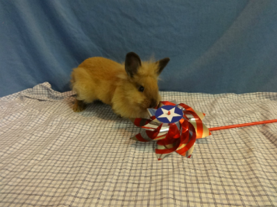 Neutered Male Lionhead Dwarf Mix Rabbit