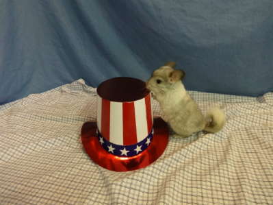 Baby Boy & Girl Chinchillas