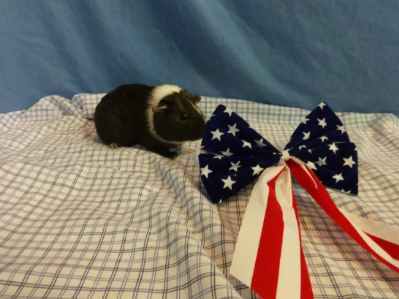 Female Guinea Pigs