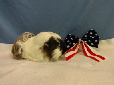 Prada: Male Peruvian Guinea Pig