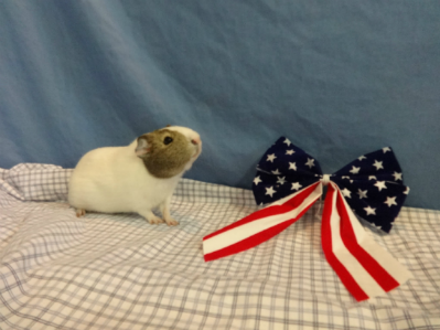 Male Guinea Pig