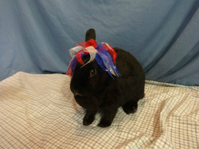 Mary: Spayed Female Mini Satin Rabbit