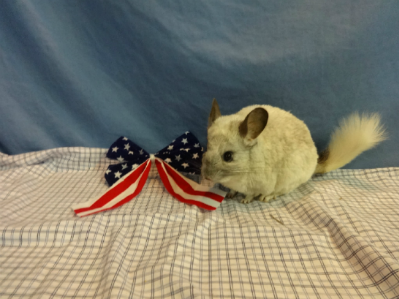 Lolly & Molly Female Chinchillas