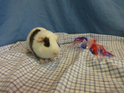 Rocket: Male Guinea Pig