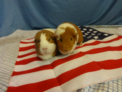 Peanut and Lucy: Elder Guinea Pigs