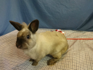 Neutered Male Netherland Dwarf Lionhead Mix Rabbit