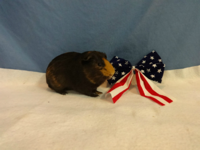 Gucci: Male Peruvian Guinea Pig