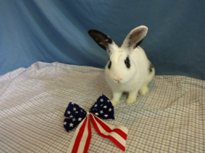 Neutered Male Mix Rabbit