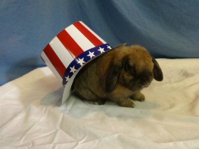 Belle: Spayed Female Holland Lop Rabbit