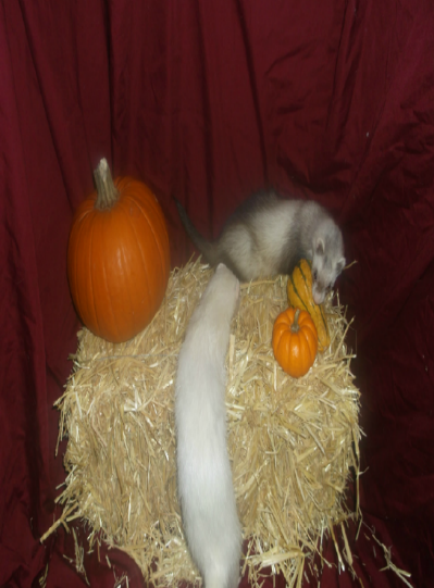 Pip & Imp: Spayed Female Ferrets