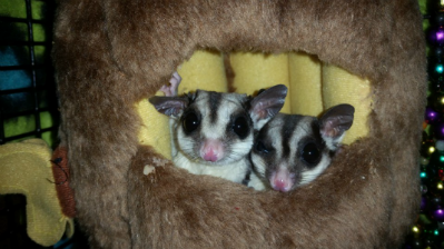 Popette & Yaya: Female Sugar Gliders